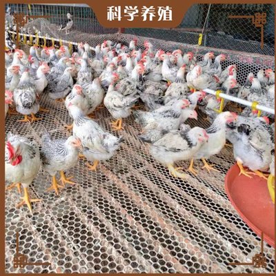 白蘆花雞養殖與銷售全攻略 從快大型到矮腳型