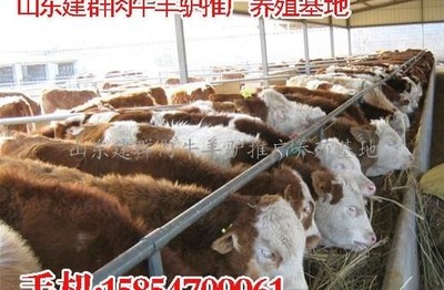 濟寧 肉牛、肉羊、肉驢養殖與銷售的產業優勢與發展策略